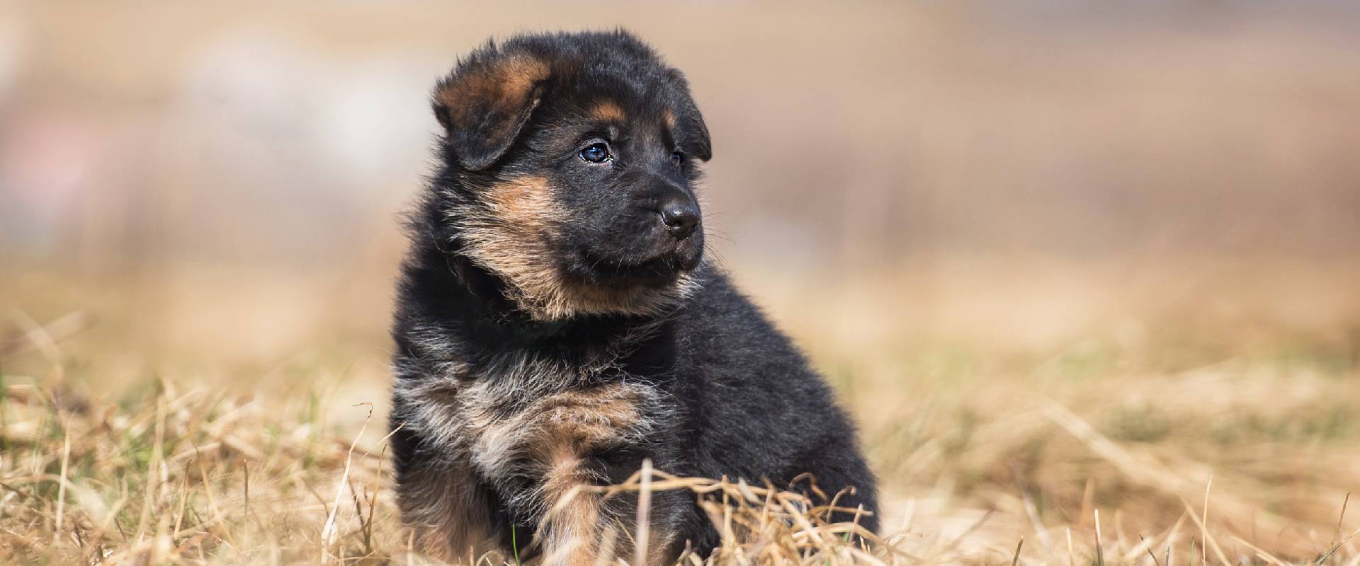 Puppyfind german hot sale shepherd